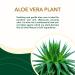 Nature's Gold Natural Hypoallergenic Aluminum-Free Deodorant | Aloe Vera Infused | Safe for Sensitive Skin | Stain-Free | Jasmine & Cedarwood Scent | Includes Free Organic Lip Balm - Buy Online on GoSupps.com