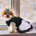 Dog Wedding Dress Summer Lace Skirt Tutu with Bow | Puppy Princess Formal Clothes for Small/Medium Dogs | Luxury Pet Birthday Party Costume (M, Black) - Buy Online on GoSupps.com