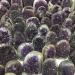 Natural Crystal Rough Specimen Natural Uruguay Amethyst Geode Cluster s SpecimenQuartz Crystal Stone Home DecorationStone Home Collections - Buy Online on GoSupps.com