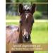 Equistro Ipaligo Foal 3x14g Oral Syringe - Buy Online on GoSupps.com