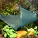 Triangular Mesh Reptile Hammock - Green (Medium) - Buy Online on GoSupps.com