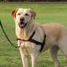 Buy Trixie Trainer Crockery Lead'n'Walk Soft Size M-L (55-90cm) | Anti-Draw & Adjustable for Medium Dogs - Neoprene Padded - Black (13056) - Buy Online on GoSupps.com