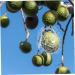 VINTORKY Shaped Growth Fruit for Shaping Reusable Forming Shaper Melon Ginseng Watermelon - Buy Online on GoSupps.com