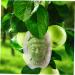 GANAZONO Fruits Forming Mould Vegetable Ginseng Vegetable Shaping Fruit Cucumber Fruits and Vegetables - Buy Online on GoSupps.com