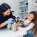 Healifty Otoscope with Light - Compact Ear Diagnostic Tool for Adults Children & Pets | 5 Disposable Covers | No Battery Needed - Buy Online on GoSupps.com