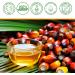 PBeauty 2x Organic Batana Oil Vegan for Hair Face & Nails Cold Pressed 60ml For Hair Growth & Skin Care Oil against Hair Loss & Split Ends Hair Growth Hair Care 2 x 60ml - Buy Online on GoSupps.com
