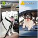 Premium Dog Seat Belt Set - Adjustable Car Safety Harness for Small & Large Dogs | 2-Piece Taval Stroke Belt for Back Seat Isofix - Buy Online on GoSupps.com