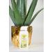 Aloe Vera Gold Propolis Cream 200ml | Soothing Moisturizer for All Skin Types - Buy Internationally - Buy Online on GoSupps.com