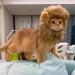 Shop Lion Mane Caps & Costumes - Perfect for Easter Festival Party & Pet Wings - Buy Online on GoSupps.com