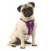 Kurgo Tru-Fit Dog Harness Crash Tested Car Seat Belt For Dogs 2-5 kg Size S Purple Purple S
