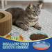 8 Pcs Cat Food Dish Cat Bowls Whisker Fatigue Free Cat Food Bowls Multipurpose Cute Pet Bowl to Relieve Whisker Fatigue for Cats Kittens Puppies Dishwasher Safe (Four color) - Buy Online on GoSupps.com