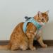 Belffy Cat Dishes & Automatic Leash Set for Cats Kittens Puppies - Outbreaking Jacket & Leash for All Sizes (Large Blue) - Buy Online on GoSupps.com