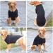 lovelonglong Basic Dog Polo Shirts Premium Cotton Polo T-Shirts for Large Medium Small Dogs with a Two-button Collar Blank Color Black S S (-9lbs) Black - Buy Online on GoSupps.com