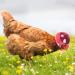 Chicken Helmet Headgear - 3-Piece Plastic Pet Protection Helmets for Chickens & Ducks - Adorable Durable 3 Colors - Buy Online on GoSupps.com