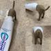 Dog Internal Form Toothpaste Lid & Dispenser - Creative Funny Caps for Kids & Adults (Brown & Gray) - Buy Online on GoSupps.com