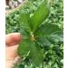 TooGet Wild Jiaogulan Loose Leaf Tea Premium Gynostemma Pentaphyllum Herbs 100% Natural - 4 OZ - Buy Online on GoSupps.com