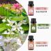 Neroli Lotus Lily Essential Oils Set 100% Pure Premium Grade Natural Fragrance Oil Gift kit for Diffusers Home Care Candle Making Fragrance Aromatherapy Humidifiers Neroli + Lotus + Lily 10.00 ml (Pack of 3) - Buy Online on GoSupps.com