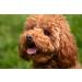 Wet Dog Food - 300g - High Meat Content - Premium Quality - 36 x 300g - Buy Online on GoSupps.com