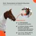 RL24 Eczema Ceiling for Horses | Outdoor Insect Protection | Fine-Meshed Double Closure | 155cm Silver Gray - Buy Online on GoSupps.com
