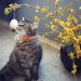 BoomBone Easter Cat Collar Set - Set of 2 Spring Kitten Collars with Bell - Buy Online on GoSupps.com