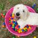 MYSXN 20PCS Colorful Ping Pong Balls for Pong Game and DIY Arts - Plastic Table Tennis Balls for Kids - Buy Online on GoSupps.com