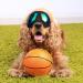 SLDPET Small Breed Dog Sunglasses - UV Glasses for Long Snout Dogs - Adjustable Straps - Black with Blue Lens - Buy Online on GoSupps.com