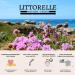 Littorelle 5x Tissue Face Mask Moisturising Serum with Collagen and Vitamin E - Made in France - Moisturising Plumping Revitalising - Anti-Aging Anti-Wrinkle- Sheet Mask for All Skin Types - Buy Online on GoSupps.com
