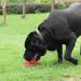 Shop Cvalin Dog Toys for Large Breeds | Aggressive Chew Cubes & Dental Cleaning Stick - Red - Buy Online on GoSupps.com