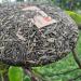 HELLOYOUNG 357g G teau au th Pu-erh chinois naturel et biologique Arbor - Tree Nourriture verte sans additifs Go t doux et subtilement sucr  - Buy Online on GoSupps.com