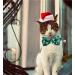 Malier Christmas Cat Collar - Snowflake Pattern Bowtie with Bell, Adjustable Buckle - Red + Green - Pet Accessories for Kitten, Kitty, Puppy - Buy Online on GoSupps.com