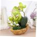 TOPBATHY 3pcs Rn Gift Phalaenopsis Home Accents Decor The Gift Home Forniture Decor Artificial Flower Bonsai Decor for Home Office Decor Garden Simulated Plant Double Fork Fake Orchid Greenx3pcs 27*17.5cmx3pcs - Buy Online on GoSupps.com