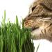 Organic Cat Grass Kit - 3 Trays, Soil Pucks & Non GMO Wheatgrass Seeds - Healthy Treat for Cats, Dogs, Rabbits & More - Buy Online on GoSupps.com