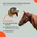 RL24 Eczema Ceiling for Horses | Light Brown | Protective Flying Sheet with Neck & Abdomen | Fine-Meshed Double Closure & Leg Cords | 115cm - Buy Online on GoSupps.com