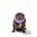 Pet Hoodz for Dogs - Calming Ear Protection & Anxiety Relief Hoodie (Medium Lavender) - Buy Online on GoSupps.com