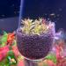 Vtinyeal Aquarium Plant Keep Cup - 2 Pieces Water Plant Pot with Suction Cups | Aqua Decoration & Accessories - Buy Online on GoSupps.com