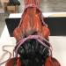 Adjustable Horse Halter | Heavy Duty Chin and Throat Snap Halter Horse - Comfortable Padded Nylon Horse Halter for Training Equestrian Grooming Lambo Purple - Buy Online on GoSupps.com