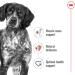 Royal Canin Medium Adult Dog Food 4 kg - Buy Online on GoSupps.com