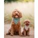 Remy+Roo Logan Dog Bandanas - Large 4 Pack | Premium Durable Fabric | Unique Shape | Adjustable Fit - Buy Online on GoSupps.com
