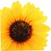 Zerodeko 50 Pcs Simulated Sunflower Clothes Decoration Easy to Attach Patch Sunflower Design Attractive Patch Cotton Patch Coat Artificial Flower Dance Costume Clothing Decorate Silk Cloth As Shownx5pcs 10X10X2CMx5pcs - Buy Online on GoSupps.com