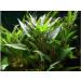 Florida 10 Species Live Aquarium Plants Bundle - Vibrant and Diverse Aquatic Flora Collection - Buy Online on GoSupps.com