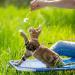 Adjustable Tiesome Cat Dishes with Leash & Collar Set - Color Gradient Kitten Dishes for Outdoor Walks (Orange & Yellow) - Buy Online on GoSupps.com