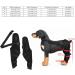 Adjustable Pet Knee Pads Pet Dog Hind Legs Protector Dog Hind Legs Protector for Recovering Injured or Diseased Legs for Dogs(M-Black)(XS) - Buy Online on GoSupps.com