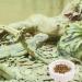 JNAWA 2 Pieces Worm Dish Mini Reptile Food Bowl White Ceramic Reptile Round Feed Bowl Ceramic Water Bowl for Geckos Frogs Lizards Chameleons - Buy Online on GoSupps.com