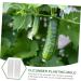 Milisten Garden Fruit Mould 2pcs Vegetable Shaping Mold Cucumbers Cucumber Shaping Mold Vegetable Shaper Mold Planting Supplies - Buy Online on GoSupps.com