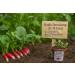 500 Seeds to sow The Granary of Abundance RADIS Halflong for 18 days Radix
