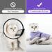 HEYWEAN Cat Recovery Suit - M Purple Stripes | Post-Surgery Bodysuit for Cats | Cone Collar Alternative & Surgical Shirt - Buy Online on GoSupps.com