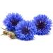  al badil Organic Blueberry Petals Centaurea cyanus Herbal Tea Edible and Decorative Flowers - Buy Online on GoSupps.com