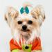 Pet Show 10 Pack Small Dog Hair Clips Bow French Barrette Bows Accessories for Yorkie Teddy Grooming - Buy Online on GoSupps.com