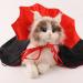 Halloween Pet Costume Dog Costume Cat Costume Dog Cape Costume Halloween Pet Cloak Interesting Dog Witch Costume for Small Medium Cats Dogs for Halloween Party - Buy Online on GoSupps.com