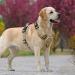 Buy Heele Dog Harness - Adjustable Reflective Running Harness with Lockable Snap Lock Anti-Training Design XL Size (53-97cm) - Castle Khaki - Buy Online on GoSupps.com